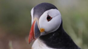 How to photograph birds close-up