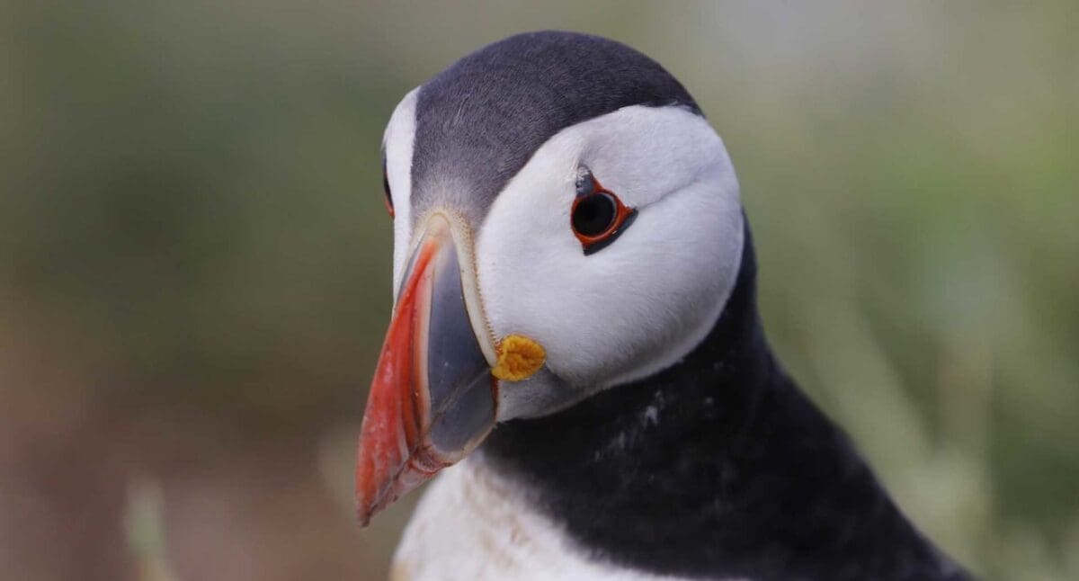 How to photograph birds close-up