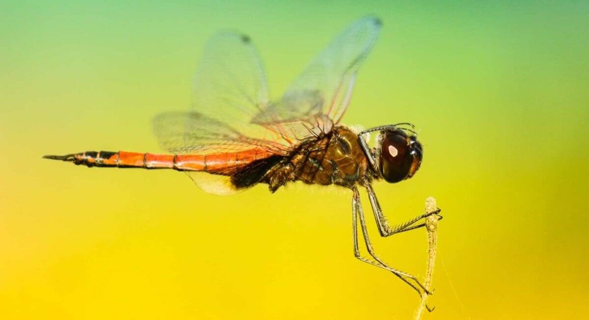 10 quick insect photography tips