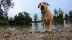 GoPro Hero6 Black sample video in 1080p at 240fps