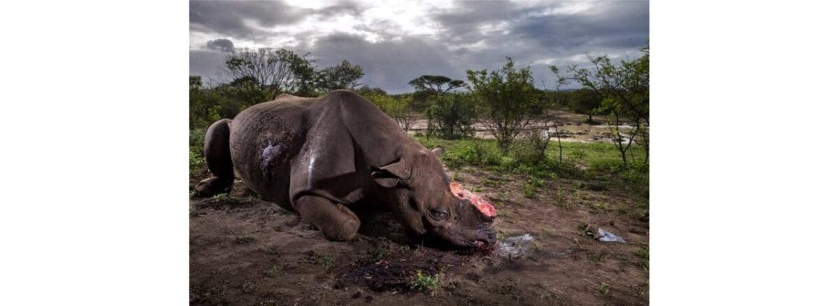 Wildlife Photographer of the Year 2017 winners revealed