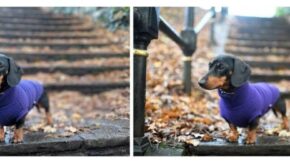 Google Pixel 2 vs Nikon D850