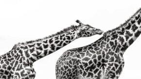 Wildlife Photographer of the Year launches People’s Choice Award