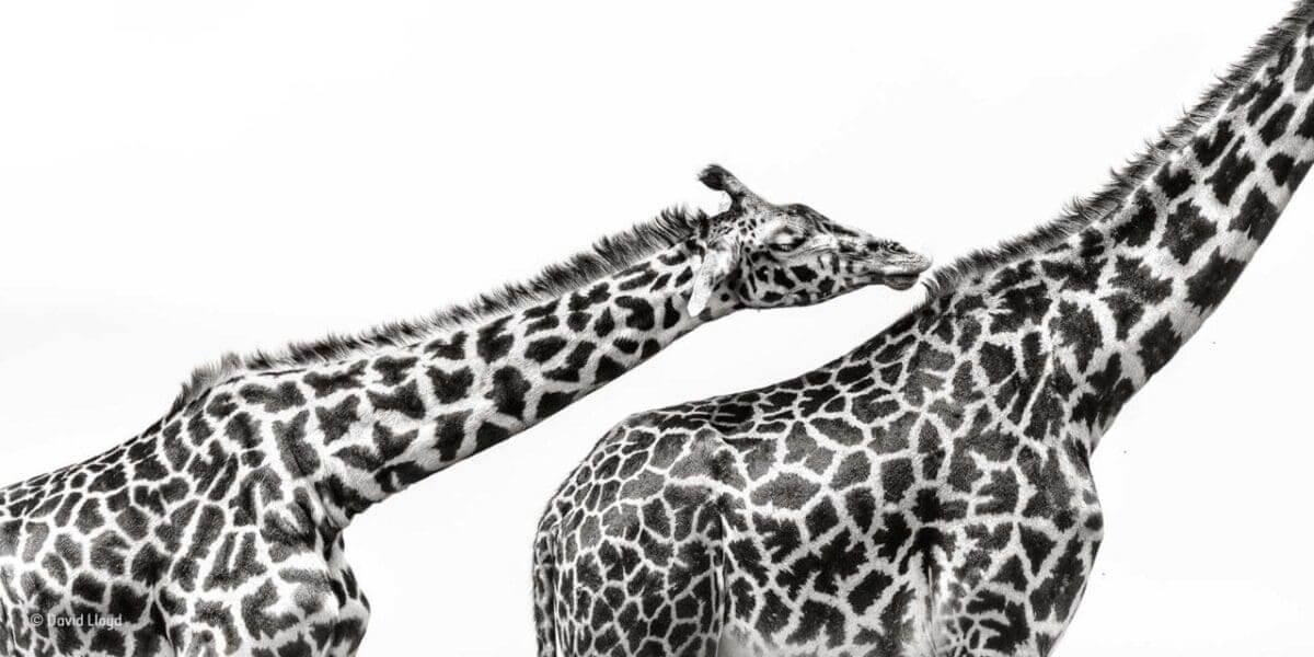 Wildlife Photographer of the Year launches People’s Choice Award