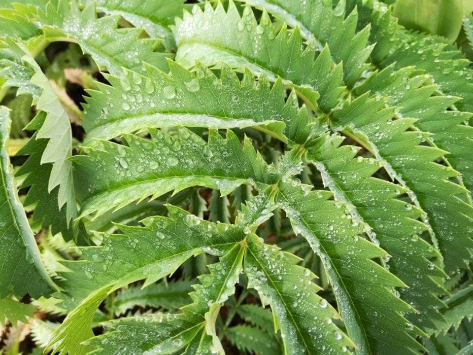 Honor 7X Camera Review: sample photos