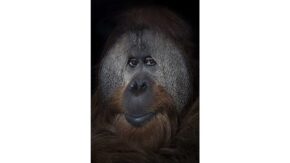 Sony World Photography Awards 2018 shortlisted winners revealed
