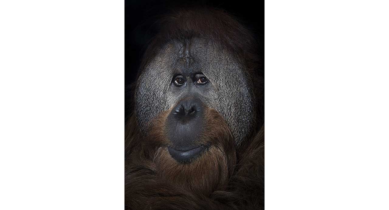 Sony World Photography Awards 2018 shortlisted winners revealed