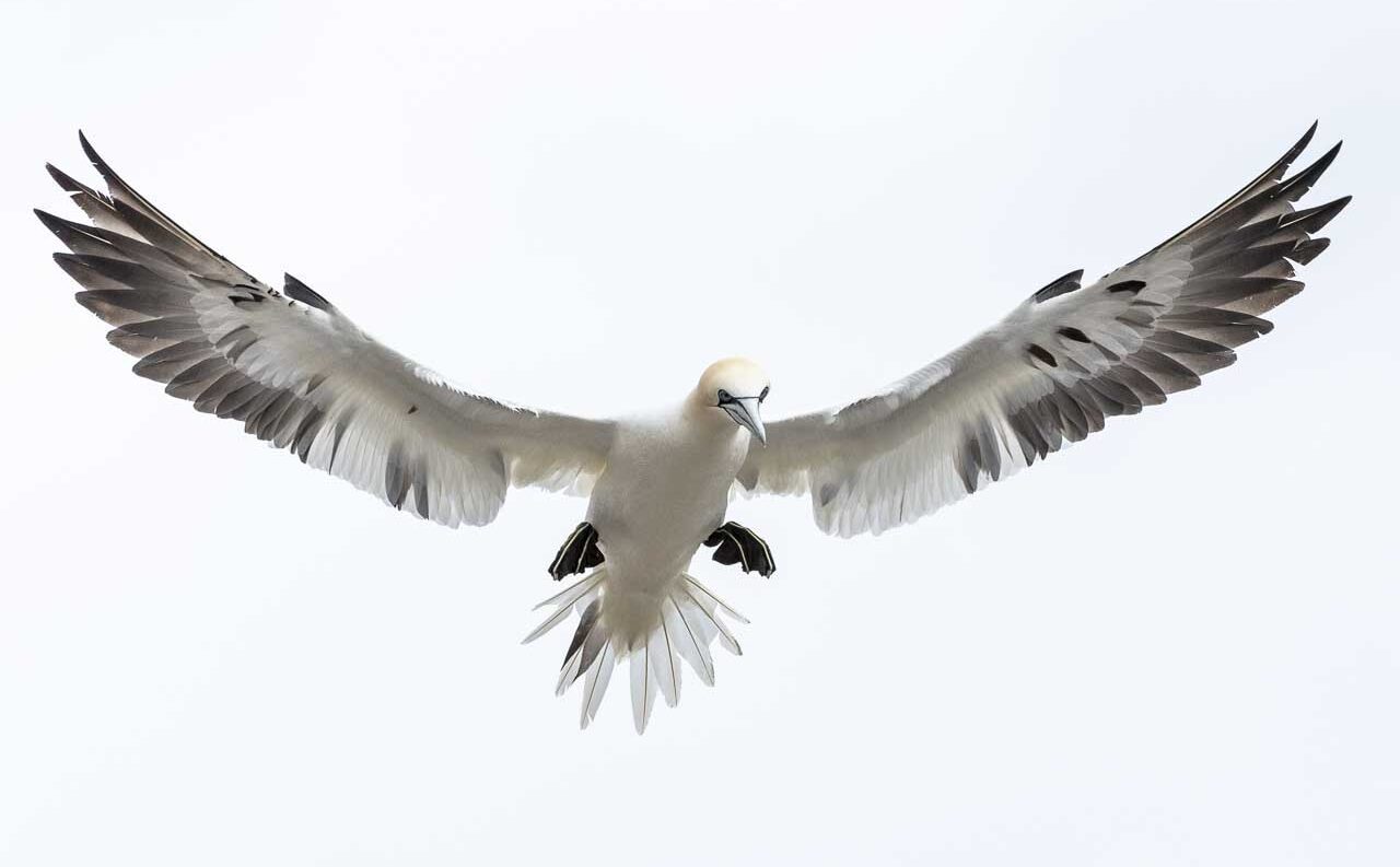 Best cameras for wildlife photography
