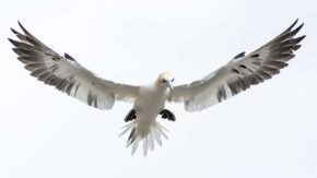 Best cameras for wildlife photography
