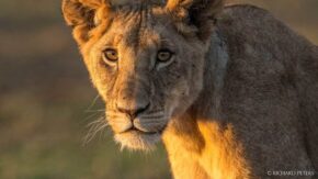 Top tips on how to make the most out of your safari images