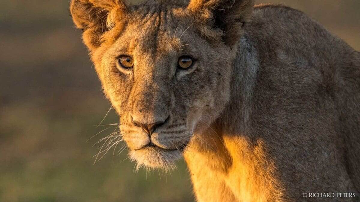 Top tips on how to make the most out of your safari images